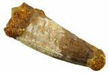 Real Spinosaurus Tooth - Huge Dinosaur Tooth #380914-1